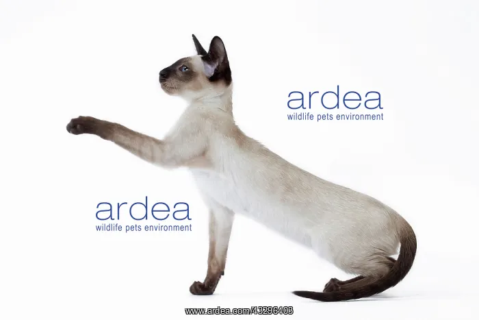 : 80198063 Cat - Siamese kitten Jean-Michel Labat : 80198063 Cat - Siamese kitten Jean-Michel Labat