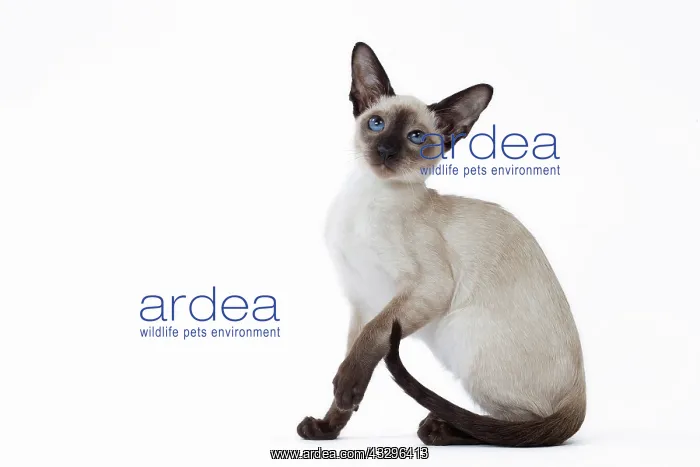 : 80198064 Cat - Siamese kitten Jean-Michel Labat : 80198064 Cat - Siamese kitten Jean-Michel Labat