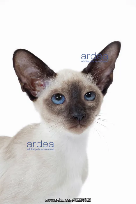 : 80198065 Cat - Siamese kitten Jean-Michel Labat : 80198065 Cat - Siamese kitten Jean-Michel Labat