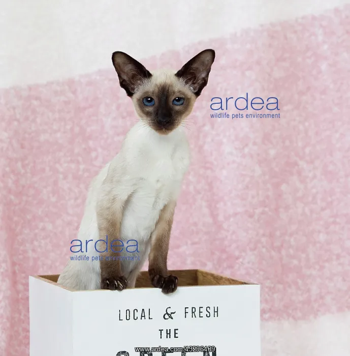 : 80198067 Cat - Siamese kitten Jean-Michel Labat : 80198067 Cat - Siamese kitten Jean-Michel Labat