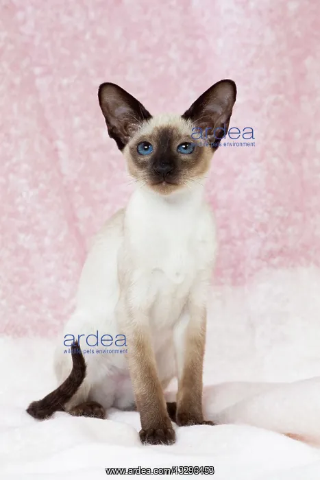 : 80198069 Cat - Siamese kitten Jean-Michel Labat : 80198069 Cat - Siamese kitten Jean-Michel Labat