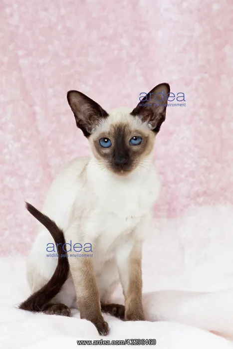 : 80198070 Cat - Siamese kitten Jean-Michel Labat : 80198070 Cat - Siamese kitten Jean-Michel Labat