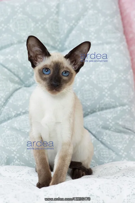 : 80198071 Cat - Siamese kitten Jean-Michel Labat : 80198071 Cat - Siamese kitten Jean-Michel Labat