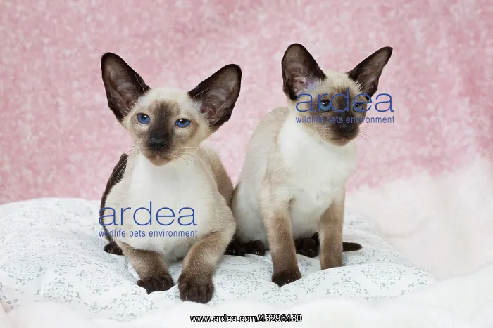 : 80198072 Cat - Siamese Jean-Michel Labat All images : 80198072 Cat - Siamese Jean-Michel Labat All images