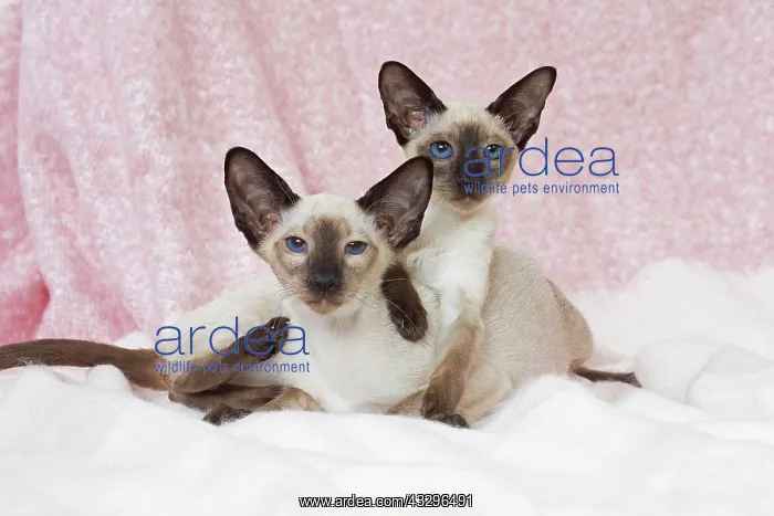 : 80198073 Cat - Siamese Jean-Michel Labat All images : 80198073 Cat - Siamese Jean-Michel Labat All images