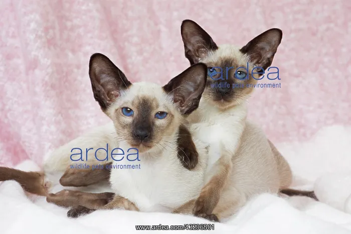: 80198074 Cat - Siamese Jean-Michel Labat All images : 80198074 Cat - Siamese Jean-Michel Labat All images