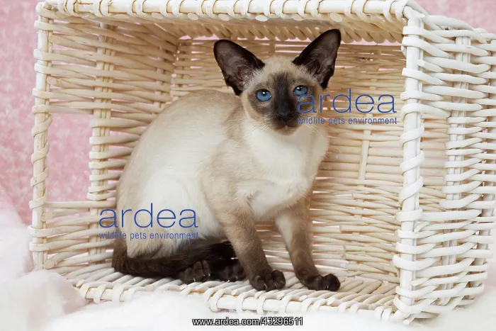 : 80198075 Cat - Siamese Jean-Michel Labat All images : 80198075 Cat - Siamese Jean-Michel Labat All images