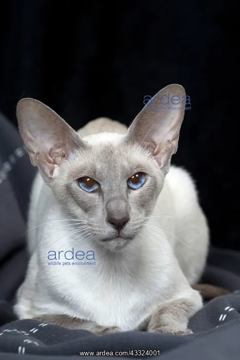 : 80198076 Cat - Siamese Jean-Michel Labat All images : 80198076 Cat - Siamese Jean-Michel Labat All images