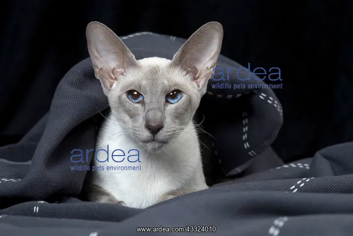 : 80198077 Cat - Siamese Jean-Michel Labat All images : 80198077 Cat - Siamese Jean-Michel Labat All images