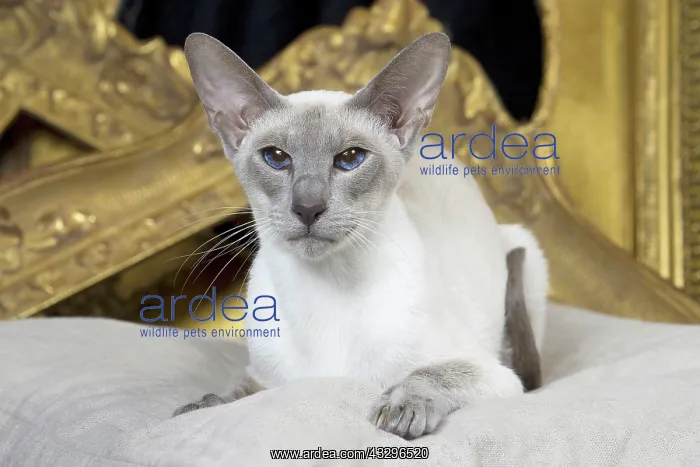 : 80198078 Cat - Siamese Jean-Michel Labat All images : 80198078 Cat - Siamese Jean-Michel Labat All images