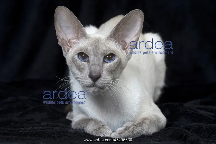 : 80198079 Cat - Siamese Jean-Michel Labat All images : 80198079 Cat - Siamese Jean-Michel Labat All images