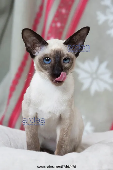 : 80198080 Cat - Siamese kitten Jean-Michel Labat : 80198080 Cat - Siamese kitten Jean-Michel Labat