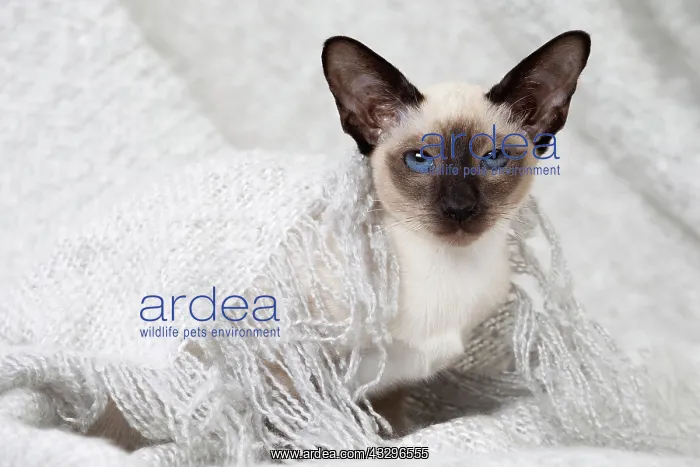 : 80198082 Cat - Siamese kitten Jean-Michel Labat : 80198082 Cat - Siamese kitten Jean-Michel Labat