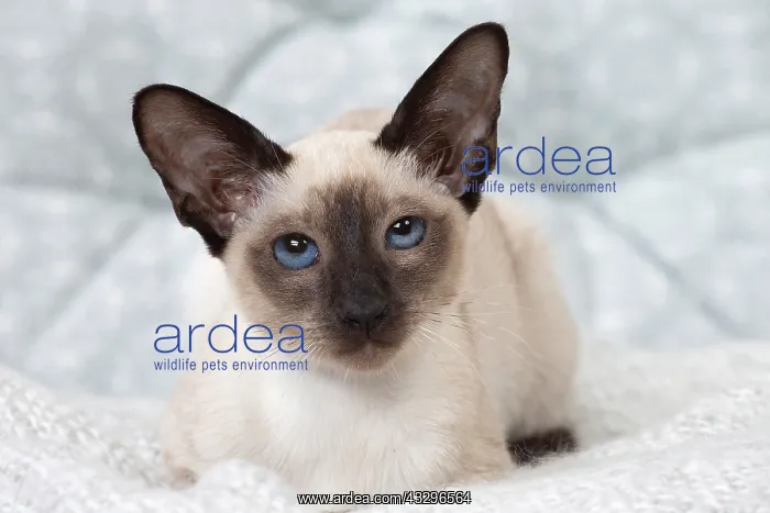 : 80198083 Cat - Siamese kitten Jean-Michel Labat : 80198083 Cat - Siamese kitten Jean-Michel Labat