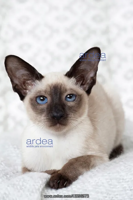 : 80198084 Cat - Siamese kitten Jean-Michel Labat : 80198084 Cat - Siamese kitten Jean-Michel Labat