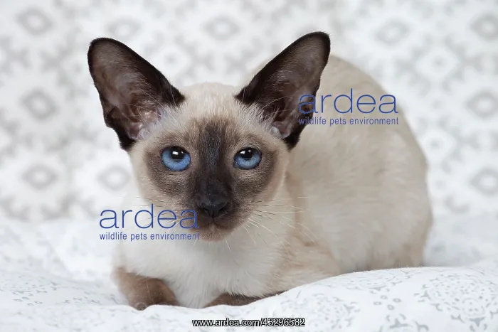 : 80198085 Cat - Siamese kitten Jean-Michel Labat : 80198085 Cat - Siamese kitten Jean-Michel Labat