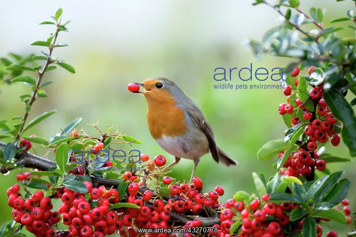 : 80198086 Robin - eating Pyracantha berries Cornwall : 80198086 Robin - eating Pyracantha berries Cornwall