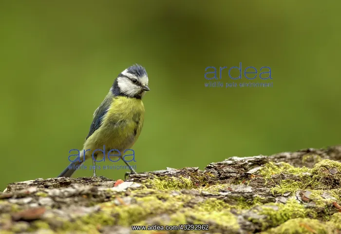: 80198091 Blue Tit - perched on fallen tree trunk : 80198091 Blue Tit - perched on fallen tree trunk