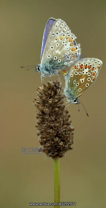 : 80198093 Common Blue Butterflies - male and female : 80198093 Common Blue Butterflies - male and female