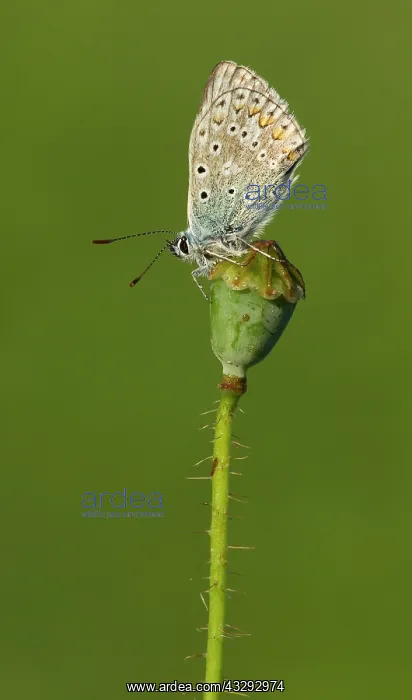 : 80198094 Common Blue Butterfly - resting on wild : 80198094 Common Blue Butterfly - resting on wild
