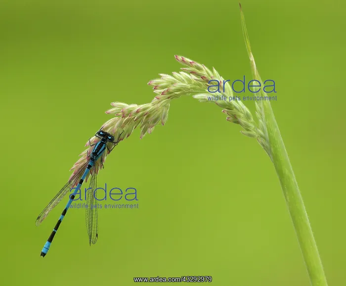 : 80198095 Common Blue Damselfly - male - resting : 80198095 Common Blue Damselfly - male - resting