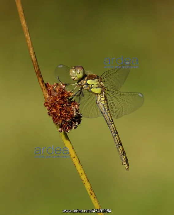 : 80198096 Common Darter - female resting on reed : 80198096 Common Darter - female resting on reed