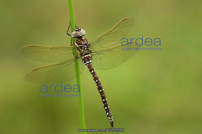 : 80198097 Common Hawker Dragonfly - male perched : 80198097 Common Hawker Dragonfly - male perched