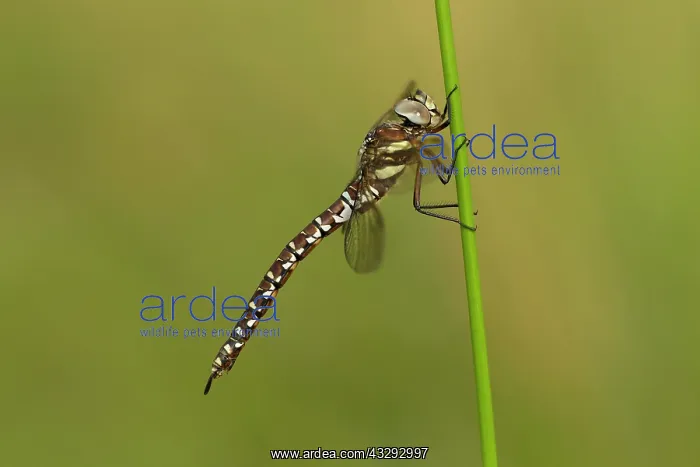 : 80198098 Common Hawker Dragonfly - male side view : 80198098 Common Hawker Dragonfly - male side view