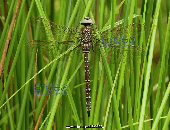 : 80198099 Common Hawker Dragonfly - male perched : 80198099 Common Hawker Dragonfly - male perched