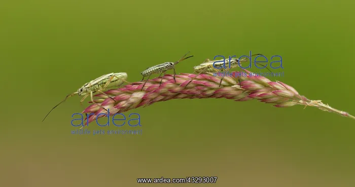 : 80198100 Damsel Bugs - three resting on grass stem : 80198100 Damsel Bugs - three resting on grass stem