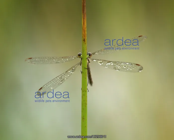 : 80198101 Emerald Damselfly - female on reed stem : 80198101 Emerald Damselfly - female on reed stem