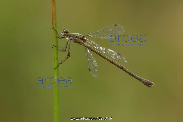 : 80198102 Emerald Damselfly - female perched on reed : 80198102 Emerald Damselfly - female perched on reed