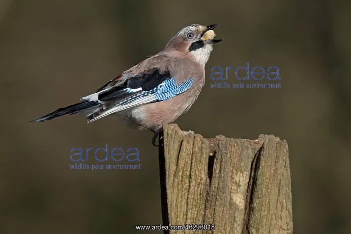 : 80198103 Eurasian Jay - perched on gate post eating : 80198103 Eurasian Jay - perched on gate post eating