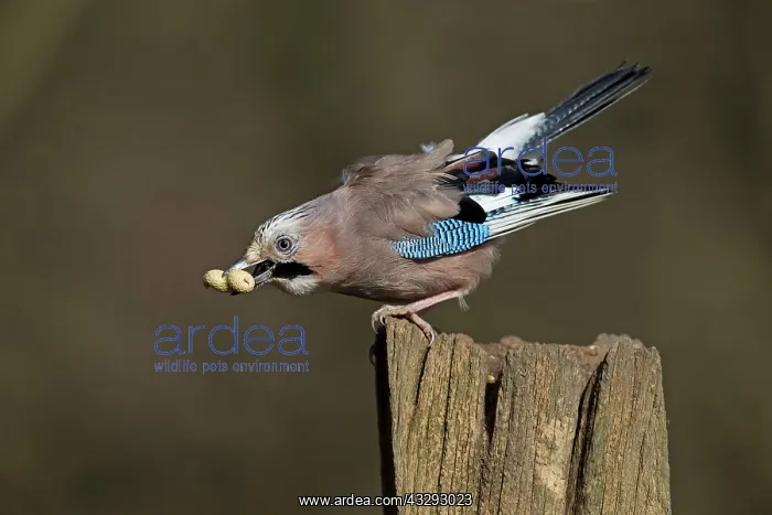 : 80198104 Eurasian Jay - perched on gate post eating : 80198104 Eurasian Jay - perched on gate post eating