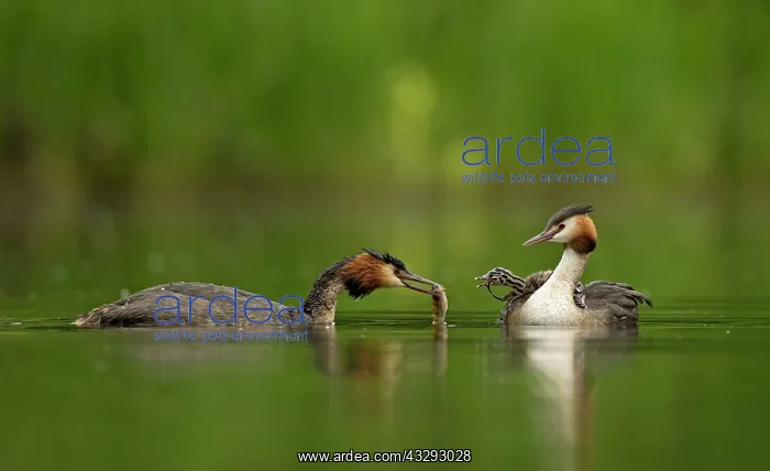 : 80198105 Great Grested Grebes - parent bringing : 80198105 Great Grested Grebes - parent bringing