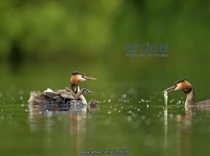 : 80198108 Great Grested Grebes - parent bringing : 80198108 Great Grested Grebes - parent bringing