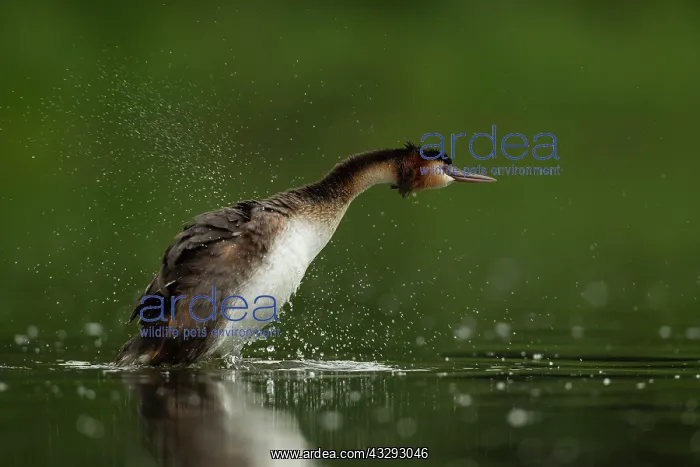 : 80198110 Great Grested Grebe - adult - shaking water : 80198110 Great Grested Grebe - adult - shaking water