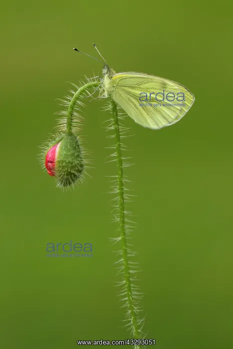 : 80198111 Green-veined White Butterfly - second brood : 80198111 Green-veined White Butterfly - second brood