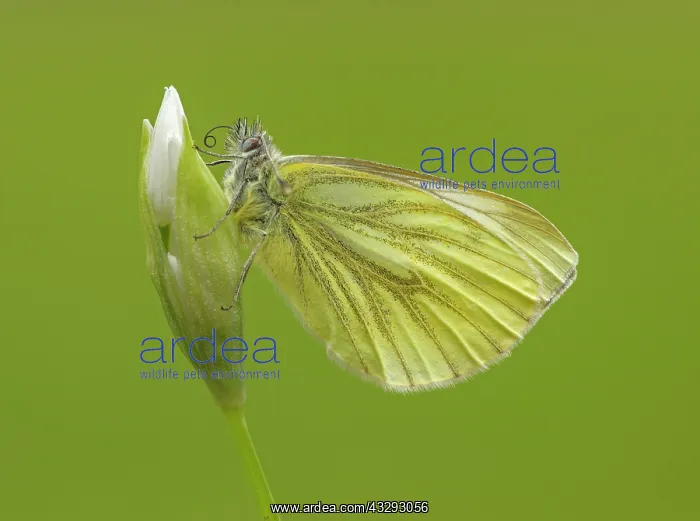: 80198112 Green-veined White Butterfly - resting : 80198112 Green-veined White Butterfly - resting