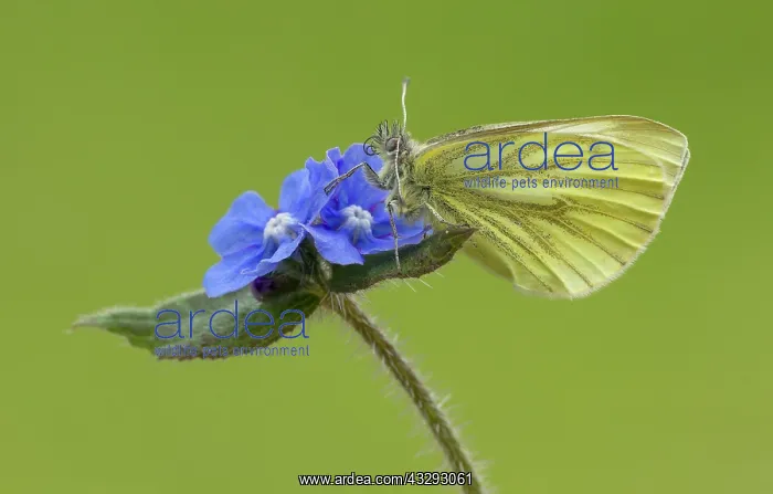 : 80198113 Green-veined White Butterfly - resting : 80198113 Green-veined White Butterfly - resting