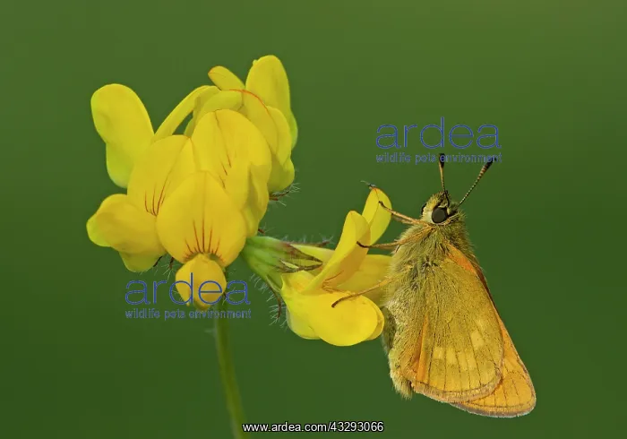 : 80198114 Large Skipper - female perched on Birds-Foot : 80198114 Large Skipper - female perched on Birds-Foot