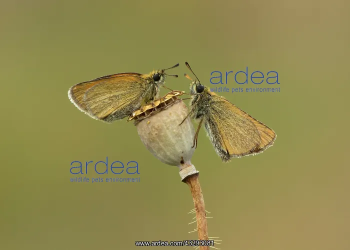 : 80198117 Small Skippers - male and female resting : 80198117 Small Skippers - male and female resting