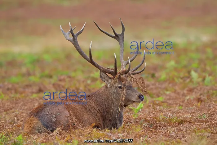 : 80198118 Red Deer - male sitting among bracken during : 80198118 Red Deer - male sitting among bracken during