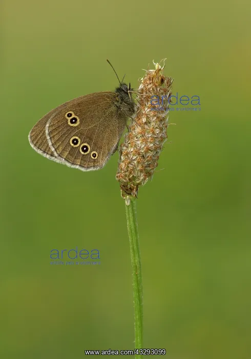 : 80198120 Ringlet - resting on plantain - June Preece : 80198120 Ringlet - resting on plantain - June Preece