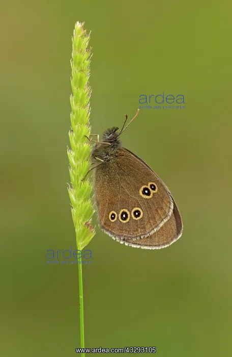  : 80198121 Ringlet - resting on grass seedhead - June