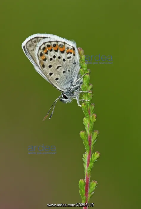 : 80198122 Silver-studded Blue Butterfly - male resting : 80198122 Silver-studded Blue Butterfly - male resting