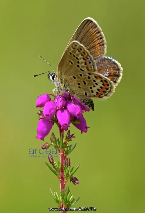 : 80198123 Silver-studded Blue Butterfly - female : 80198123 Silver-studded Blue Butterfly - female