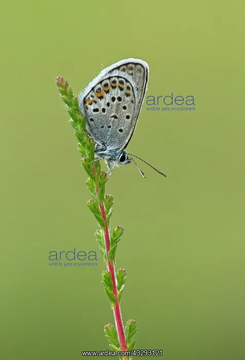 : 80198124 Silver-studded Blue Butterfly - male resting : 80198124 Silver-studded Blue Butterfly - male resting