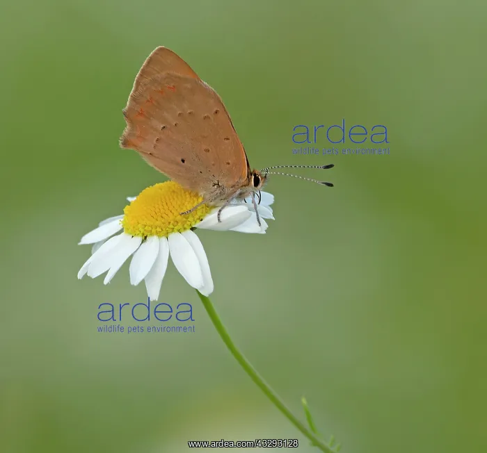: 80198125 Small Copper Butterfly - resting on Ox-eye : 80198125 Small Copper Butterfly - resting on Ox-eye