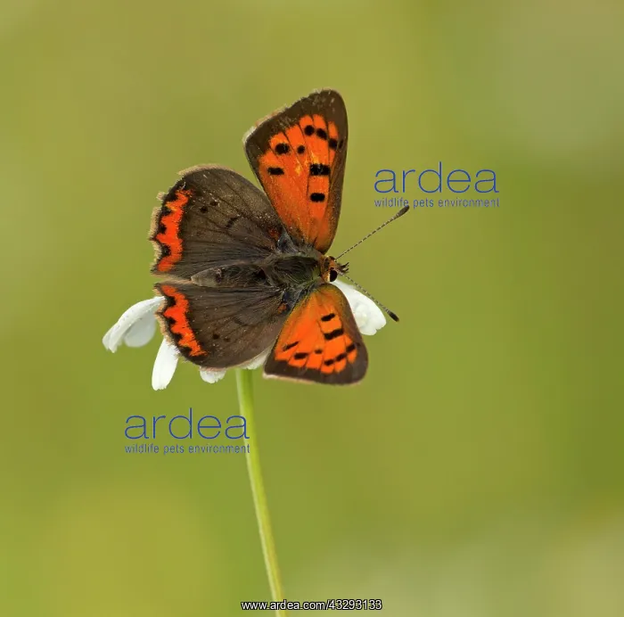 : 80198126 Small Copper Butterfly - perched with wings : 80198126 Small Copper Butterfly - perched with wings